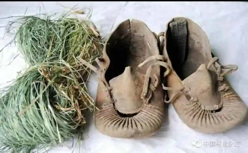 东北三宝东北三宝之靰鞡草