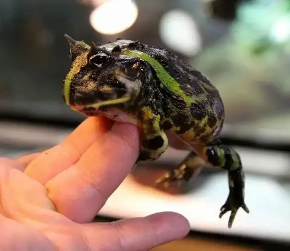 达尔文计划第166 号物种 | 巴西角蛙 / 草原角蛙|人工繁殖|体色_网易