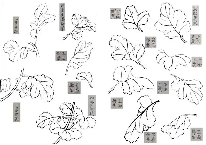 国画写意菊花画法