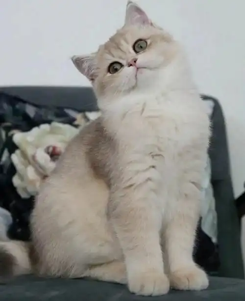 蓝金渐层也属于英短系列,所以价格也是与品相挂钩的,一般看脸盘够不够