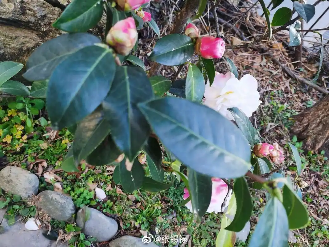 大理名茶花童子面