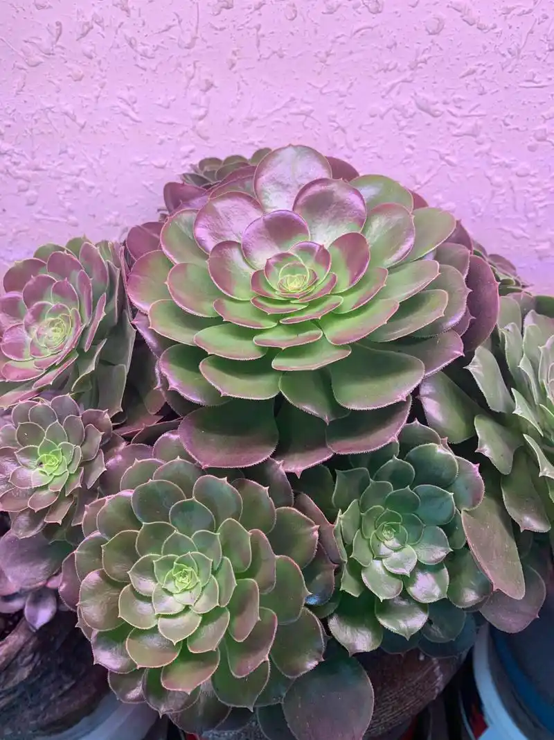 多肉爱好者的养植经验-有奇怪味道的法师-韶羞法师