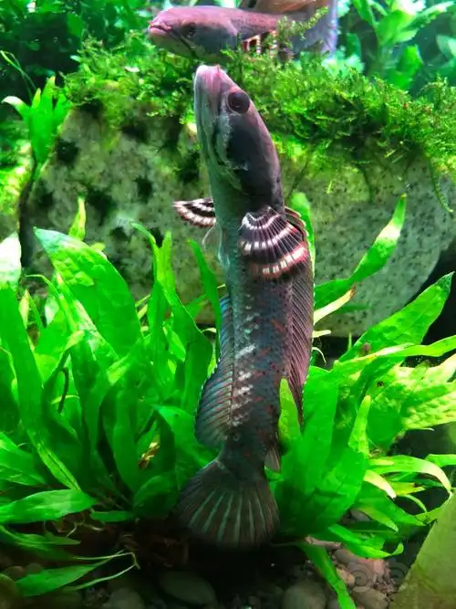 【雷龙】来一波小黑鱼-图7