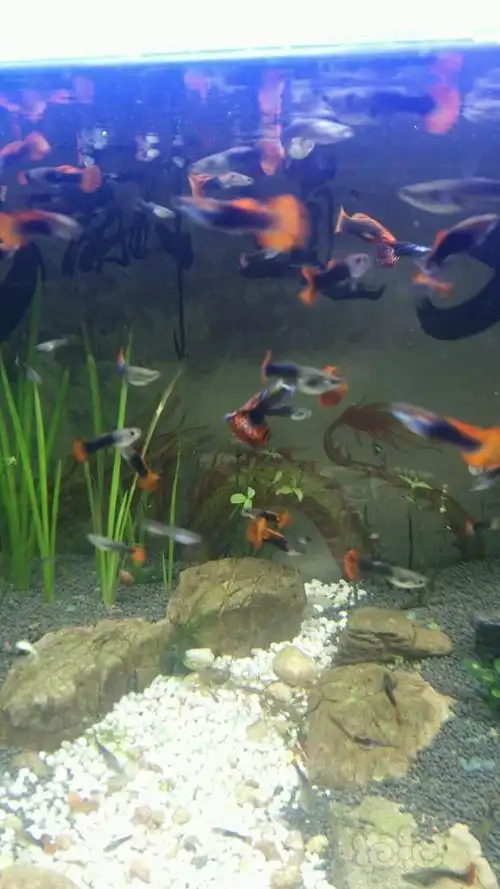 孔雀鱼10条垃圾鱼爆缸状态