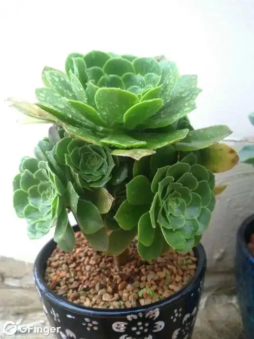 绿羊绒法师怎么养?ぺ酸柠ポ蒙℃的绿羊绒法师的养殖方法,绿羊绒法师的