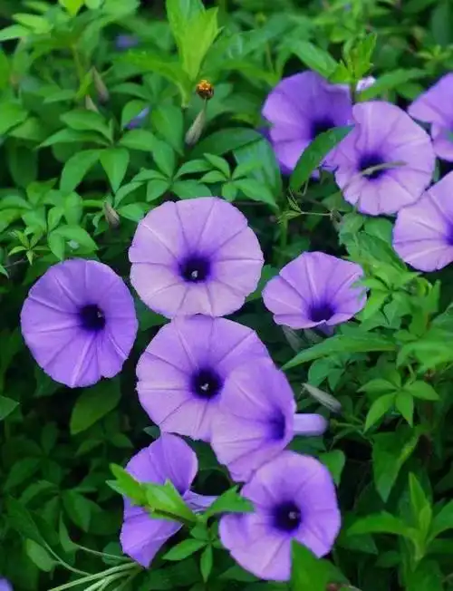 牵牛花的特点生长过程(观察一朵紫色喇叭花从播种到开花的过程,一株