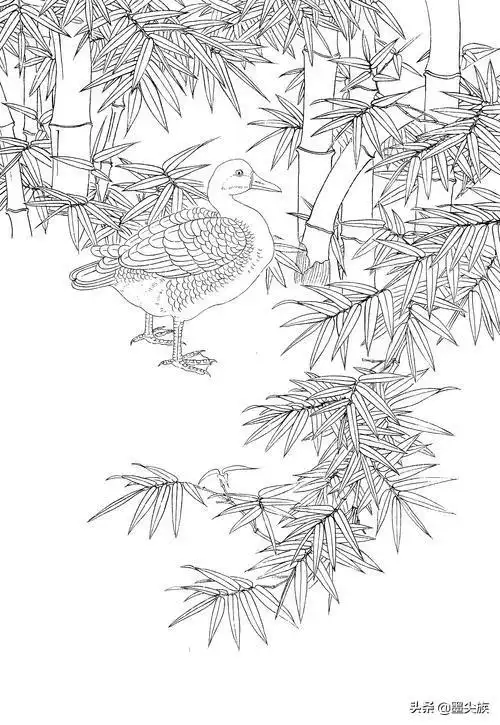 工笔竹子高清白描线稿-酷画网