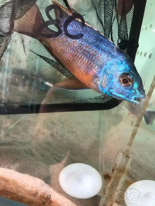 20190831rmb拍卖三湖慈鲷红鹰1条