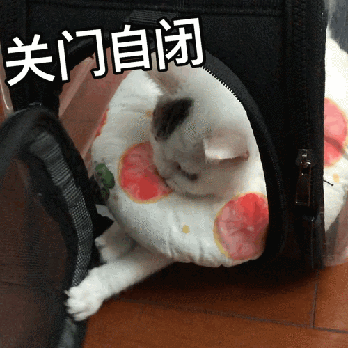 分享我的猪猪猫表情包!