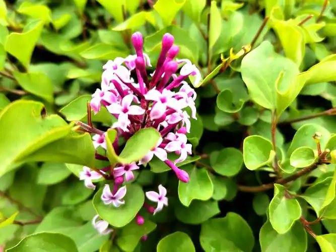 娇美的小叶丁香