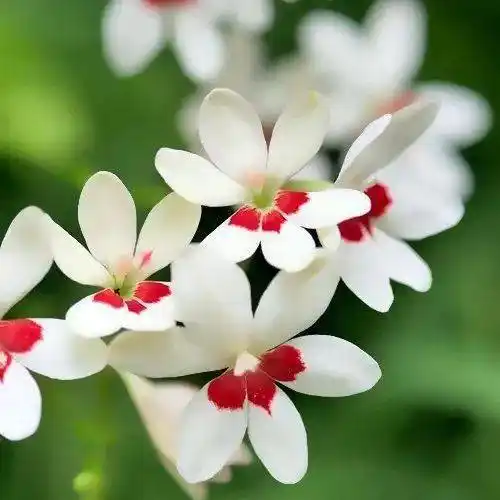 中老年头像大全:好看的花朵微信头像图片