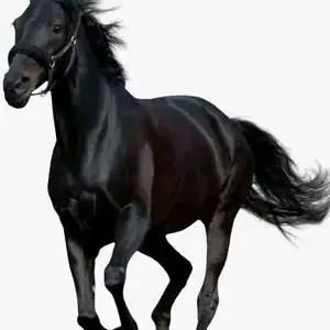 黑马头像