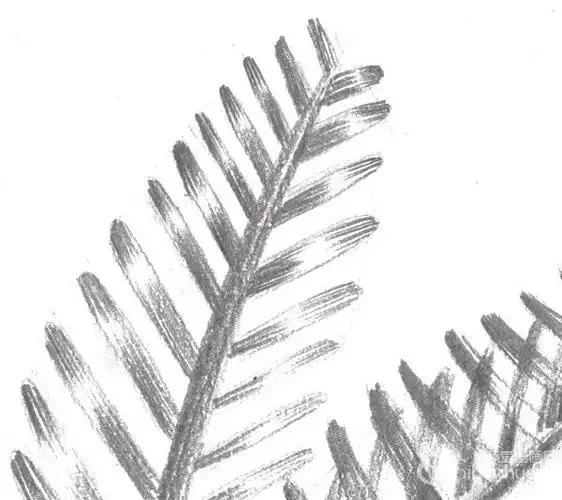 素描叉叶苏铁的绘画技法(5)