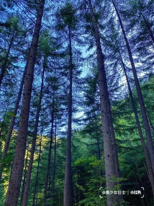 原始森林接近大自然