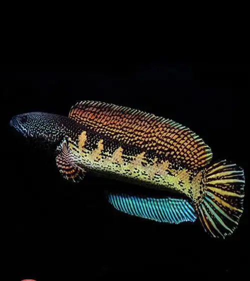 黄金眼镜蛇雷龙血一钴蓝幻红幻蓝鬼王酒红奶茶金尘凶猛鱼观赏鱼