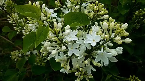 五瓣丁香的美-蓬安论坛-麻辣社区 四川第一网络社区 你的言论 影响