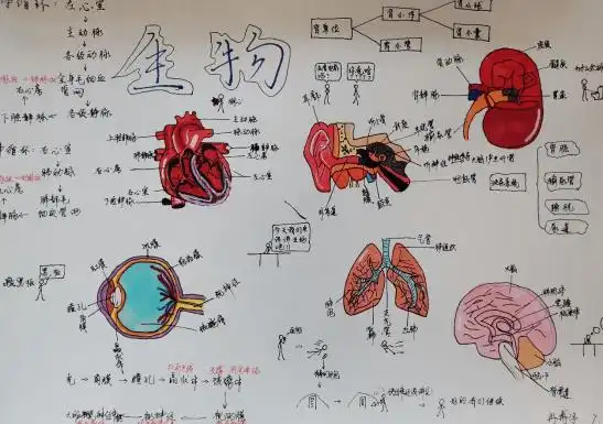 深刻剖析,细致描绘——初中生物组"人体系统器官模式图手绘活动"_the