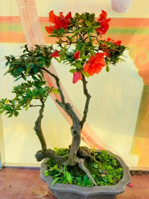 映山红盆景杜鹃花盆景熟桩树桩盆景室内小老桩绿植 红色 d10355 带