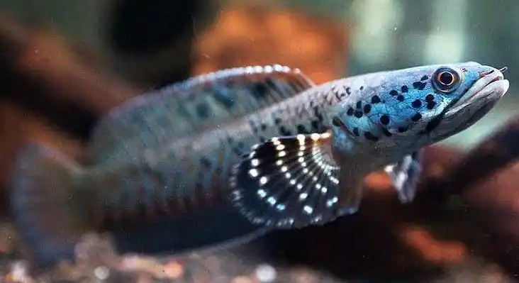 幻彩蓝宝石雷龙鱼怎么养_大型观赏鱼_观赏鱼大全_哎呀吧软件站