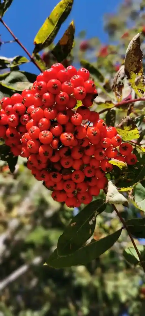 不知名的野浆果鲜红透明.