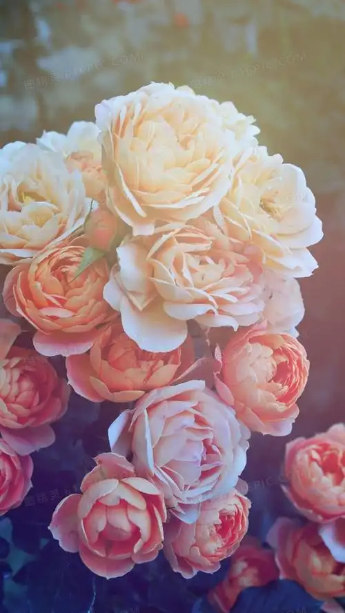 唯美文艺花卉h5背景