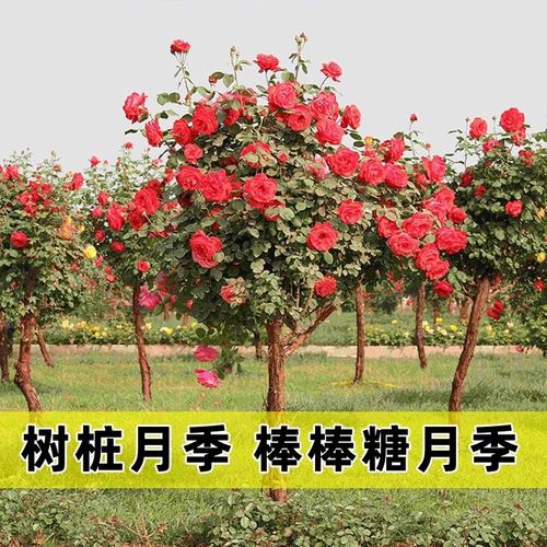 树状月季花国月特大月季花朵花卉植物庭院四季开带花树状多色月季