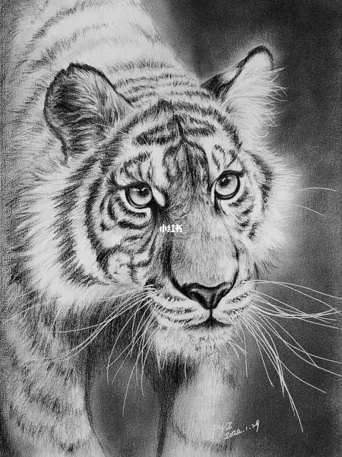 老虎素描手绘视频未来得及说的再见