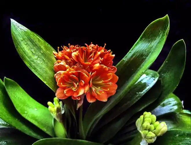 最红君子兰花(顶级君子兰品种图片欣赏) - 美客网