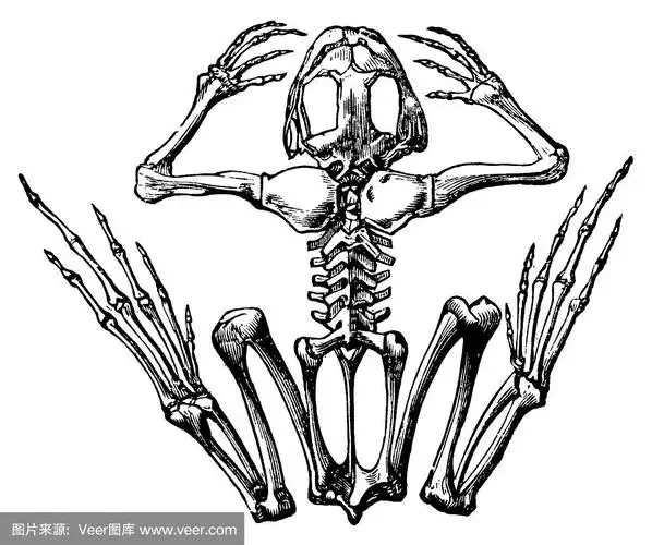 青蛙骨架|古董科学插图