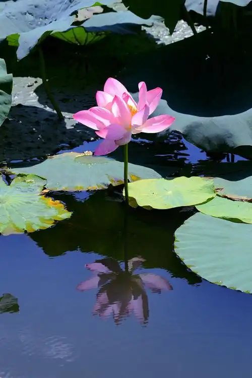 盛京八景——柳塘避暑(荷花)