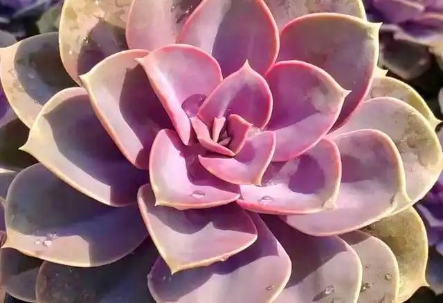 养护多肉紫珍珠,教你5个小技巧,轻松养成大老桩,更美更值钱