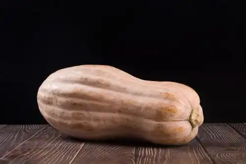 一个黄皮老南瓜 南瓜