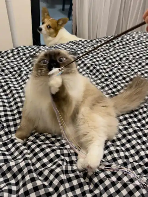 布偶猫体重大公开