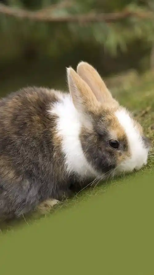 兔子,可爱动物,呆萌,萌萌哒,手机壁纸萌萌哒兔子