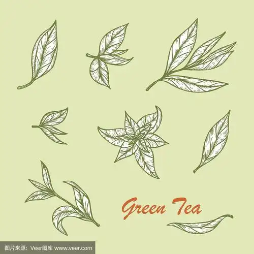 手绘绿茶套装.矢量图