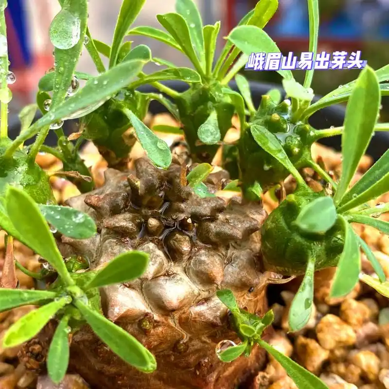 🪴🪴 🪴 峨眉山为大戟科大戟属的植物,小型种,易群生,原产于