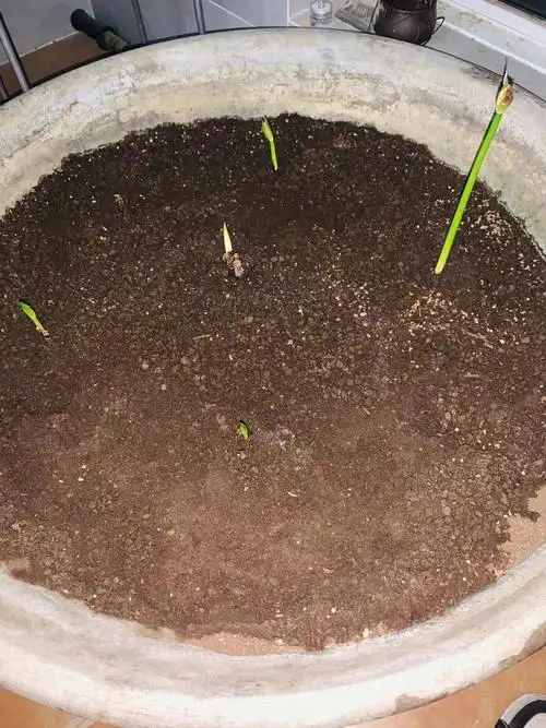 彼岸花发芽开花的生长过程