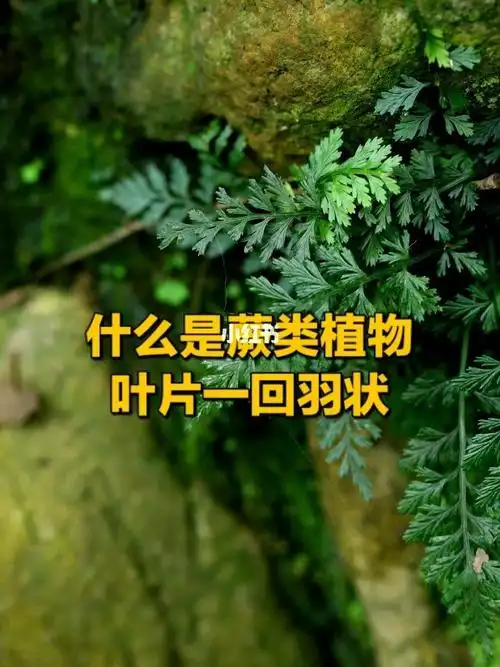 mattwang植物分类蕨类植物羽状裂