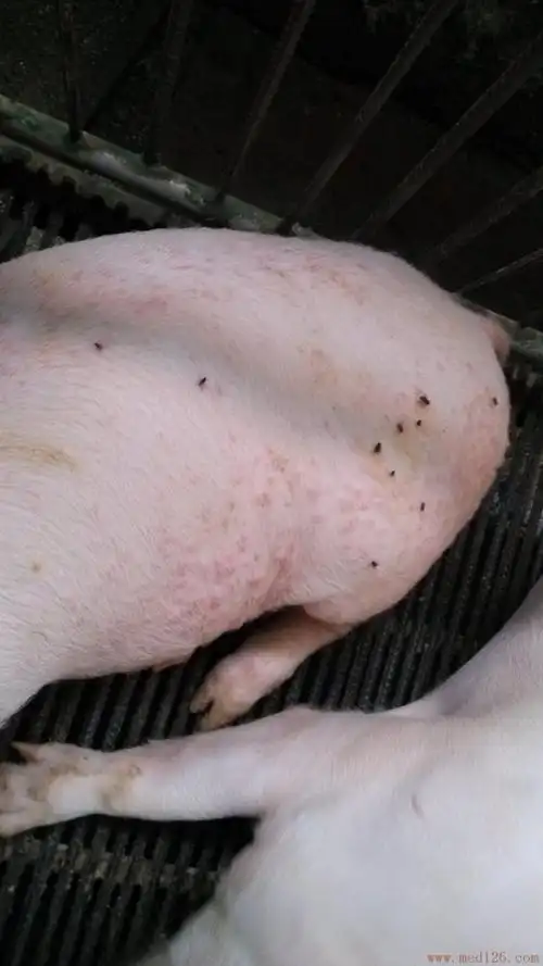 猪病免费问答:猪出红疹病