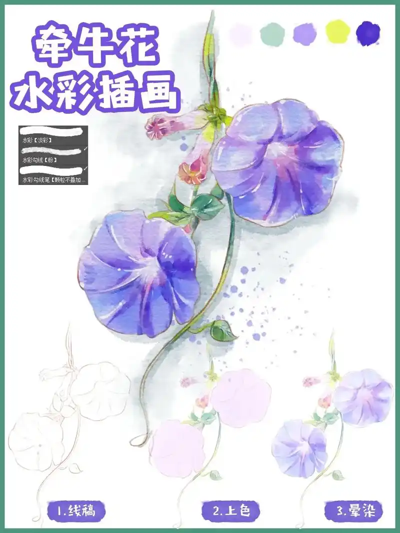 牵牛花水彩插画步骤教学