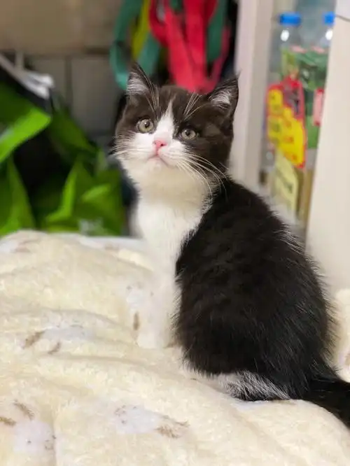 少有的黑白英短92#广州猫舍  #猫  #奶牛猫  #英短黑白  #黑白英短