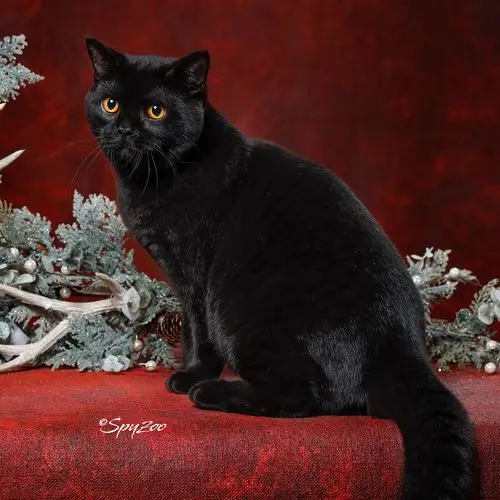 纯种英短黑猫孟买猫纯幼猫幼崽煤球招财辟邪猫咪