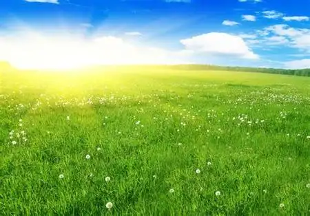 唯美的春天阳光下的草原野花 - ps酒吧