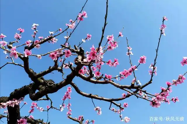 西安王莽万亩桃花朵朵开