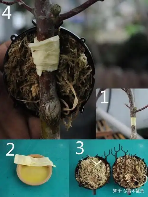 盆景爱好者必学繁殖技术高压繁殖2