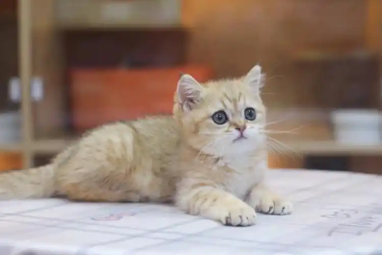 英短金虎斑弟弟,虎头虎脑#深圳猫舍  #英短  #英短金渐层  #深圳龙华