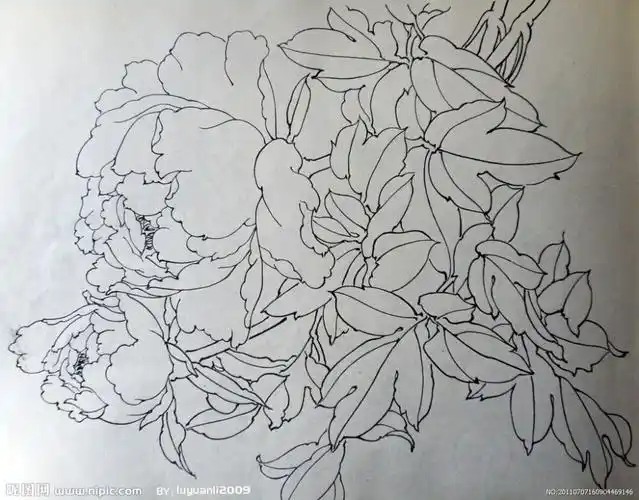 白描传统中国风牡丹国画工笔水墨绘画书法文化艺术