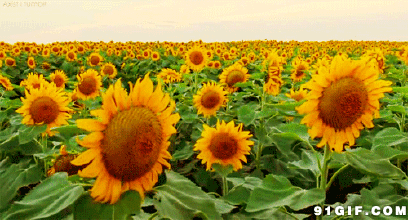 向日葵的春天动态图片:向日葵