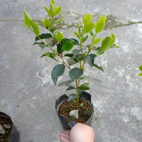 赛牡丹茶花盆栽庭院阳台花卉名贵稀少品种原生树苗带花苞对版发货