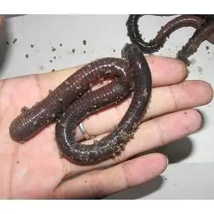 中药地龙有什么功效与作用_地龙蜂蜜功效与作用及禁忌_天麻配地龙的